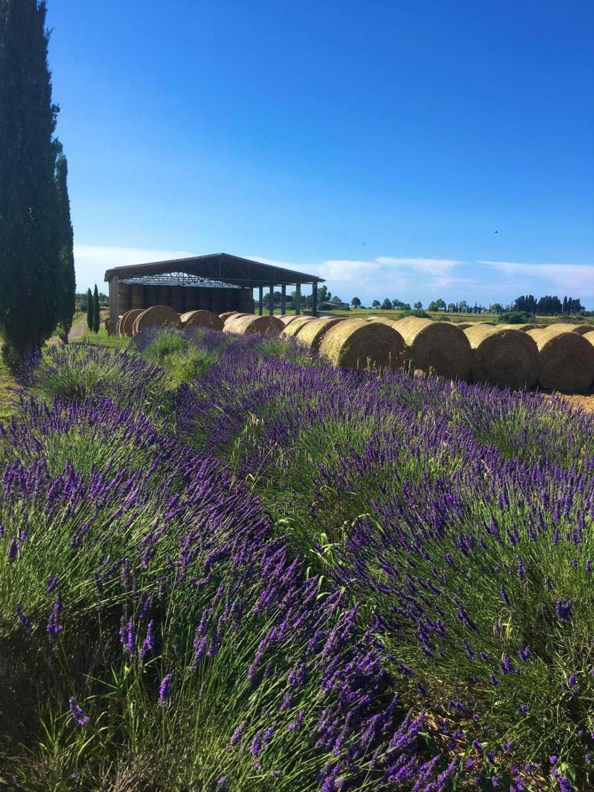 Tenuta Saracone Montalto di Castro Exterior photo